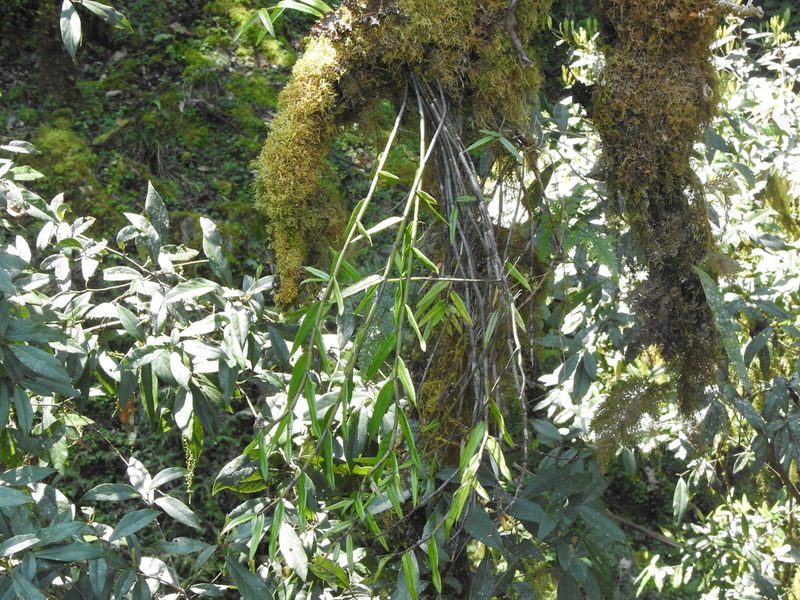Dendrobium chryseum, photographed by Jacy Chen