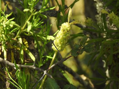 Lavandula viridis, photographed by Duarte Frade