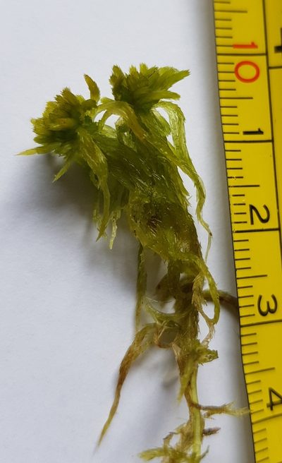 Sphagnum flexuosum, photographed by Helen Waterman