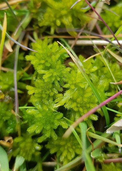 Sphagnum flexuosum, photographed by Helen Waterman