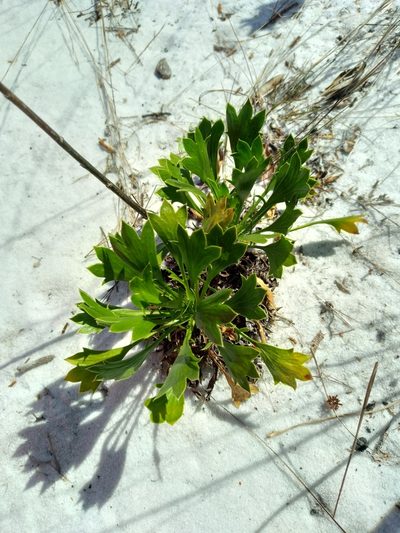 Eryngium cuneifolium, photographed by Scott Ward