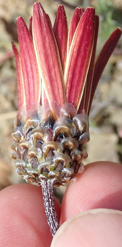 Ursinia pilifera, photographed by Peter Warren