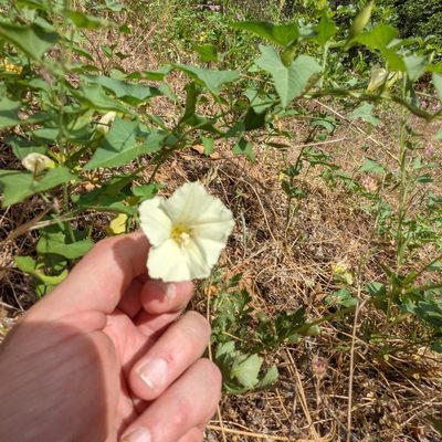 Calystegia malacophylla, photographed by Justin