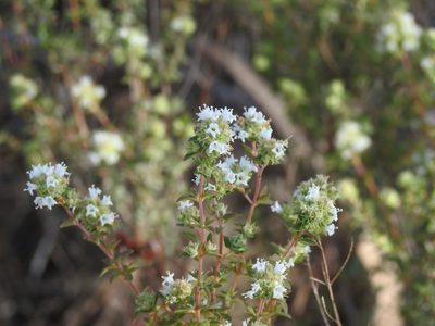 Thymus albicans, photographed by Duarte Frade