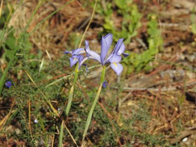Iris xiphium, photographed by Duarte Frade