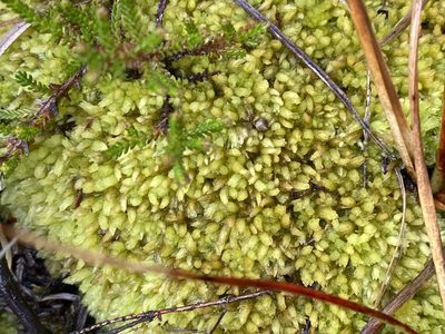 Sphagnum compactum, photographed by James Clow