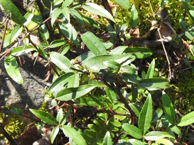 Zanthoxylum acanthopodium, photographed by Jacy Chen