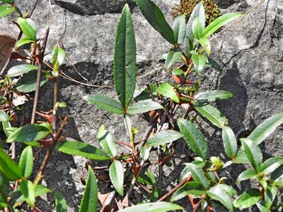 Zanthoxylum acanthopodium, photographed by Jacy Chen