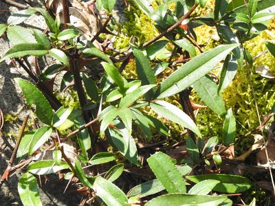 Zanthoxylum acanthopodium, photographed by Jacy Chen