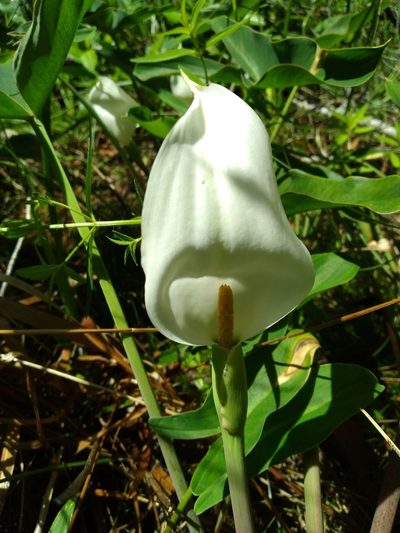 Peltandra sagittifolia, photographed by Scott Ward