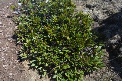 Rhododendron caucasicum, photographed by Dmitrii Ignatev