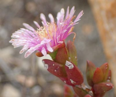 Ruschia virgata, photographed by Nicola van Berkel
