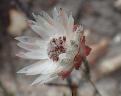 Syncarpha canescens, photographed by Nicola van Berkel