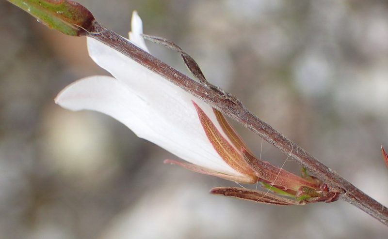 Prismatocarpus candolleanus, photographed by Nicola van Berkel