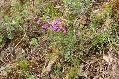 Astragalus ceratoides, photographed by Nina Filippova