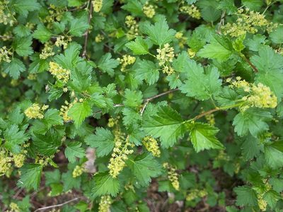 Ribes alpinum, photographed by Edmundas Greimas