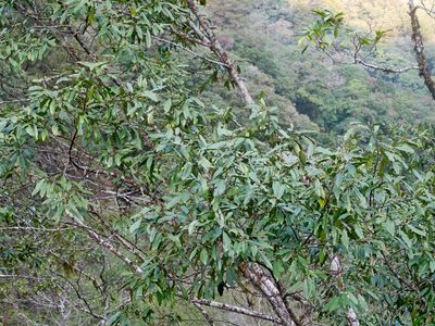 Magnolia compressa, photographed by Jacy Chen