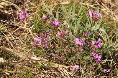 Astragalus ceratoides, photographed by Nina Filippova
