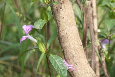 Barleria prattensis, photographed by Dinesh Valke