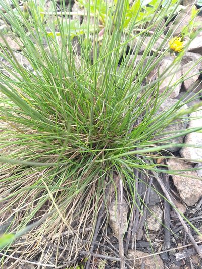 Festuca trachyphylla, photographed by Dmitriy Bochkov