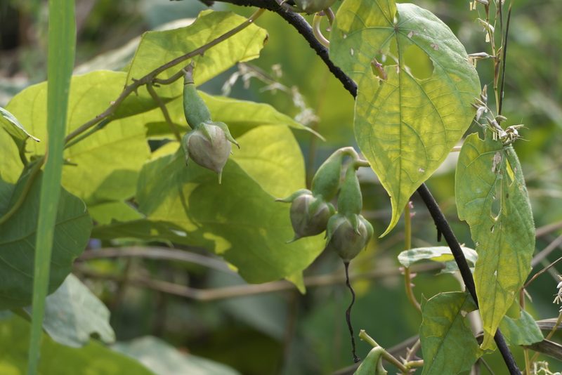 Ipomoea muricata, photographed by Dinesh Valke