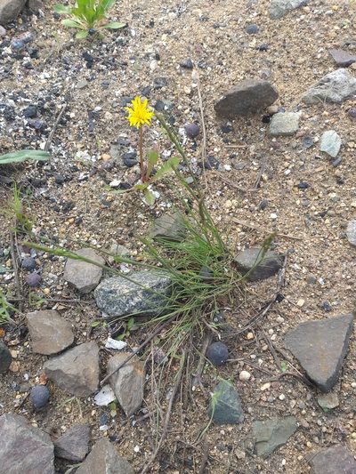 Festuca trachyphylla, photographed by Dmitriy Bochkov