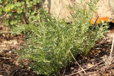 Patrinia intermedia, photographed by Nina Filippova