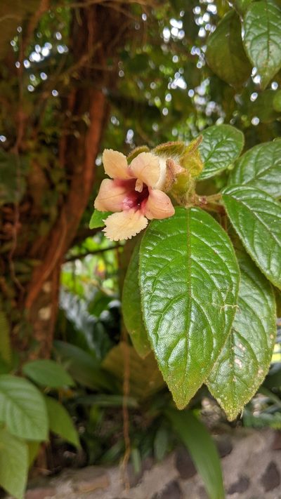 Drymonia alloplectoides, photographed by John Abrams