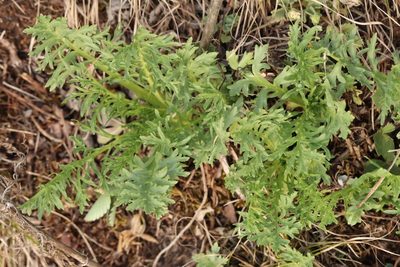 Patrinia intermedia, photographed by Nina Filippova