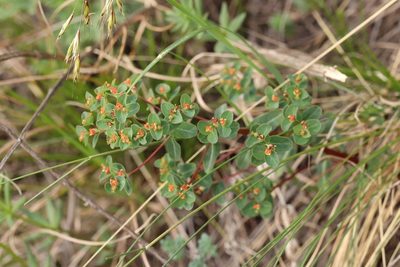 Euphorbia alpina, photographed by Nina Filippova