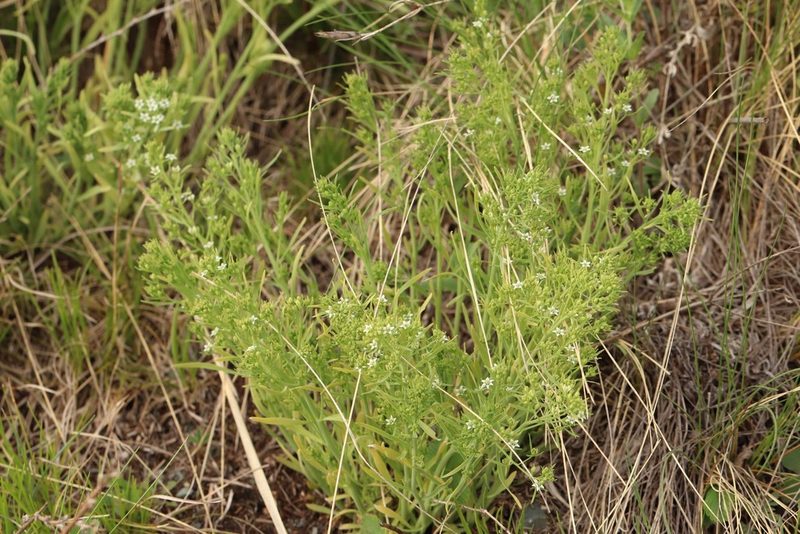 Thesium repens, photographed by Nina Filippova