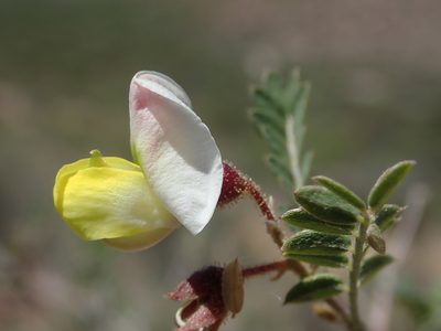 Coursetia glandulosa, photographed by Nolan Exe