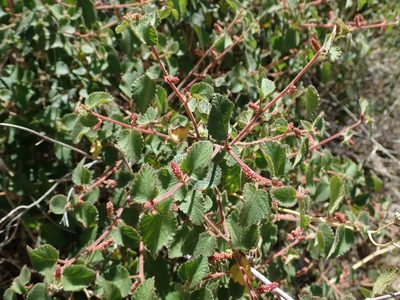 Acalypha californica, photographed by Nolan Exe