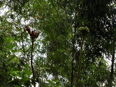 Oroxylum indicum, photographed by Shawn O'Donnell