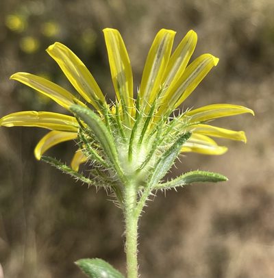 Roessleria gorterioides, photographed by Dave U