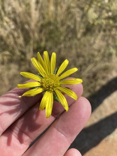 Roessleria gorterioides, photographed by Dave U