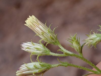 Pleurocoronis laphamioides, photographed by Nolan Exe