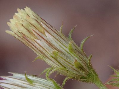 Pleurocoronis laphamioides, photographed by Nolan Exe