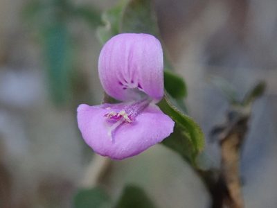 Dicliptera resupinata, photographed by Nolan Exe
