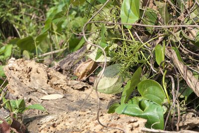 Dioscorea wallichii, photographed by Dinesh Valke