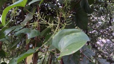 Dioscorea wallichii, photographed by Dinesh Valke