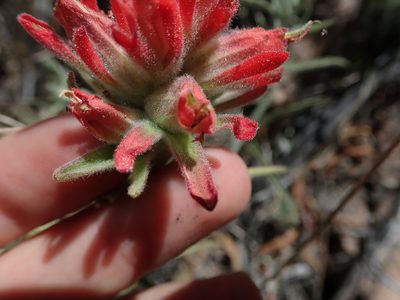 Castilleja lanata, photographed by Nolan Exe