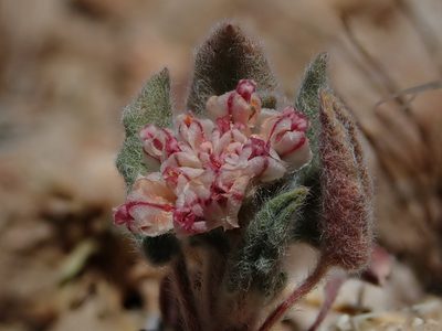 Eriogonum abertianum, photographed by Nolan Exe