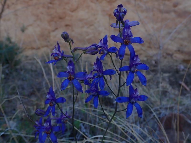 Delphinium scaposum, photographed by Nolan Exe