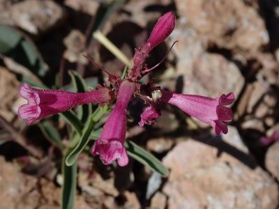 Penstemon parryi, photographed by Nolan Exe