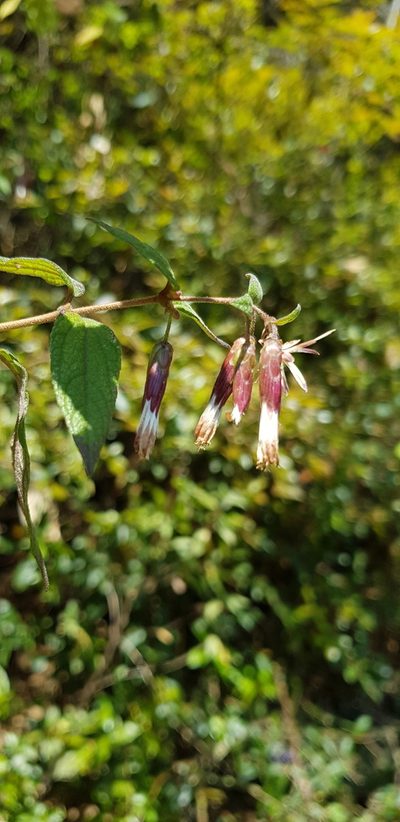 Brickellia pendula, photographed by Eugenio Padilla