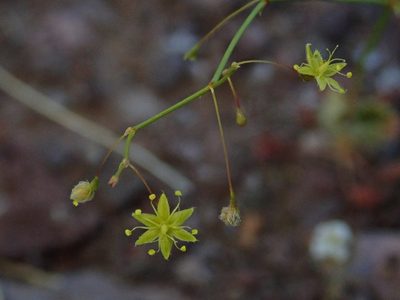 Eriogonum trichopes, photographed by Nolan Exe
