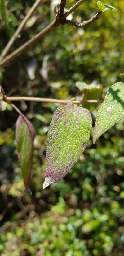 Brickellia pendula, photographed by Eugenio Padilla