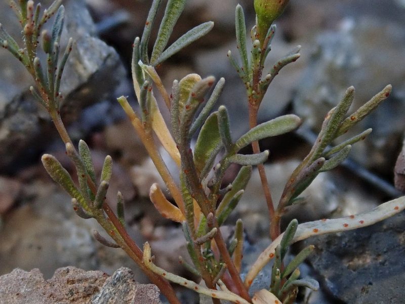 Thymophylla concinna, photographed by Nolan Exe