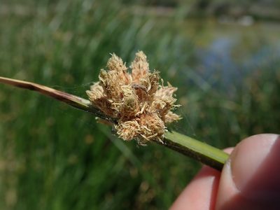 Schoenoplectus americanus, photographed by Nolan Exe